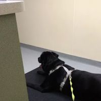 Red Cedar Animal Hospital, PC ico