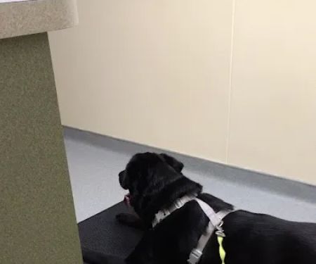 Red Cedar Animal Hospital, PC