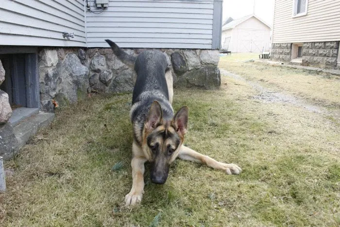 House Calls Veterinary Hospital Picture 4