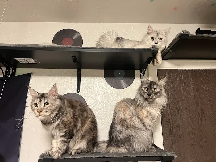 Michigan clover Maine Coons Picture 3