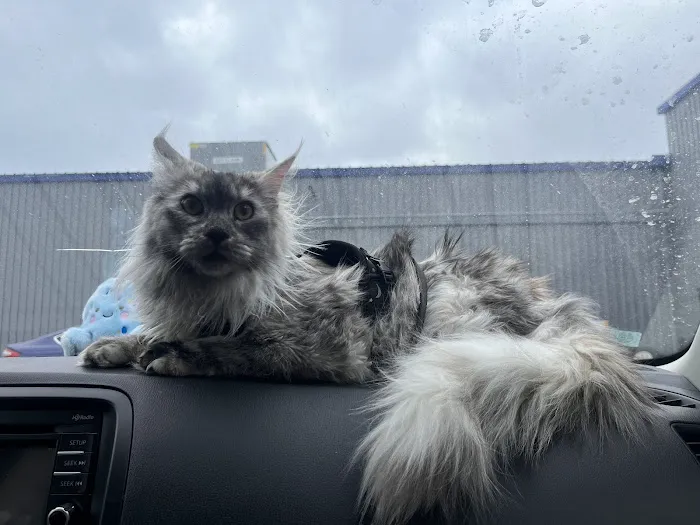 Michigan clover Maine Coons Picture 2