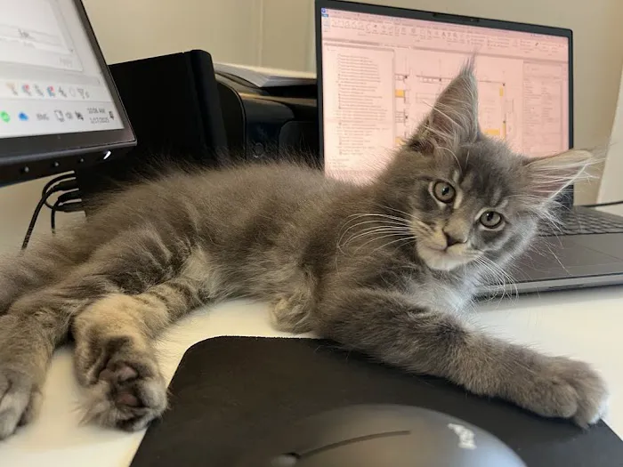 Michigan clover Maine Coons Picture 1