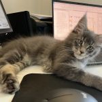 Michigan clover Maine Coons