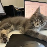 Michigan clover Maine Coons ico