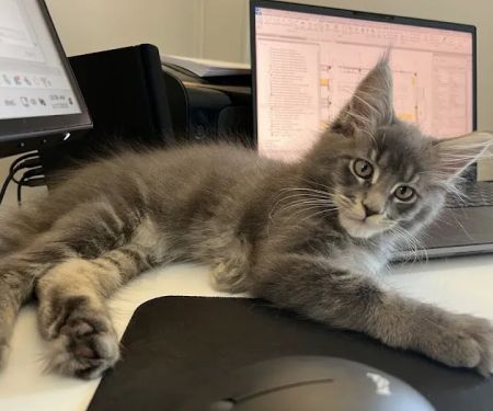 Michigan clover Maine Coons