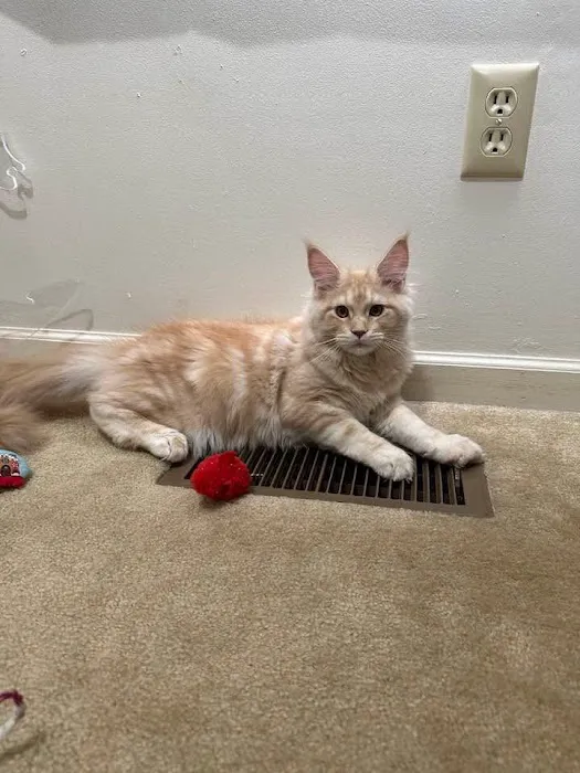 Michigan clover Maine Coons Picture 8