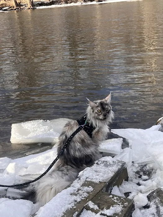 Michigan clover Maine Coons Picture 5