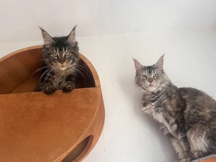Michigan clover Maine Coons Picture 7