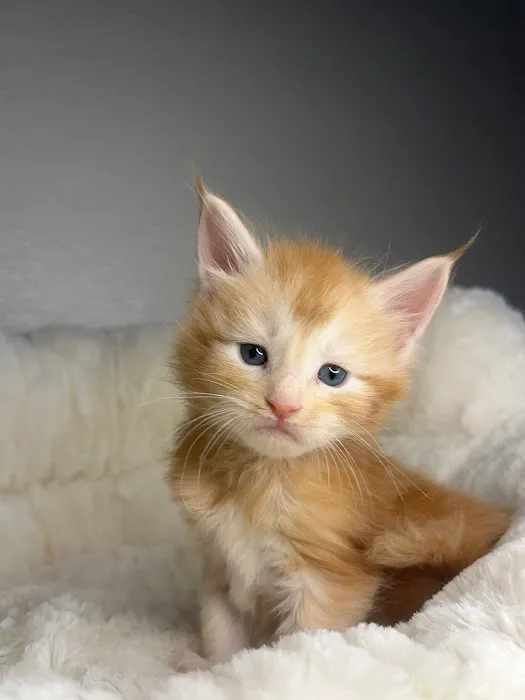 Michigan clover Maine Coons Picture 10
