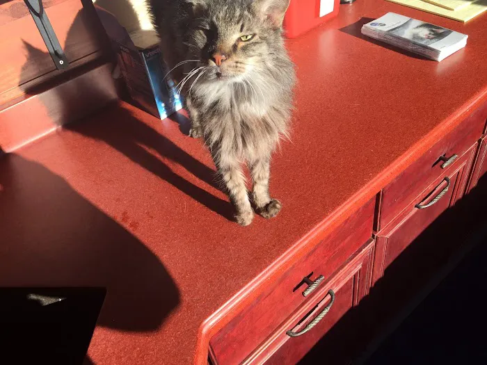 Red Barn Cat Clinic, LLC Picture 6