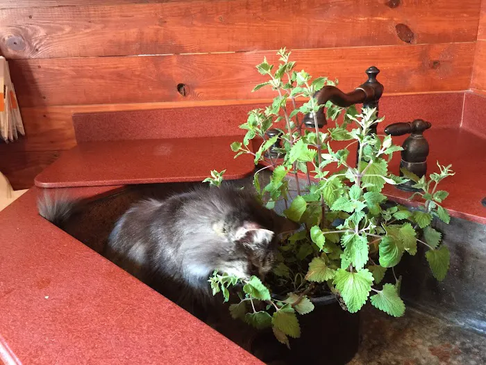 Red Barn Cat Clinic, LLC Picture 10