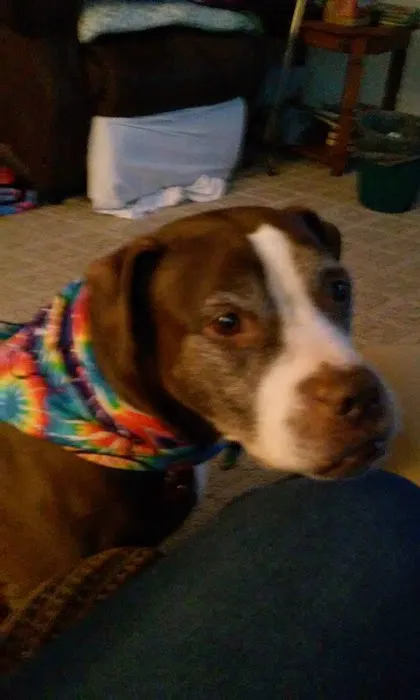 Hickory Ridge Veterinary Services Picture 1