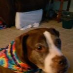 Hickory Ridge Veterinary Services
