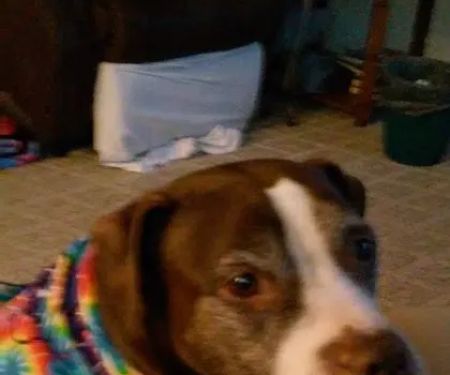 Hickory Ridge Veterinary Services