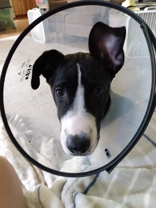 Hickory Ridge Veterinary Services Picture 4
