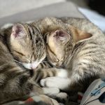 Gull Lake Animal Hospital