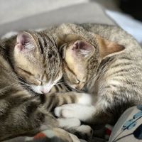 Gull Lake Animal Hospital ico