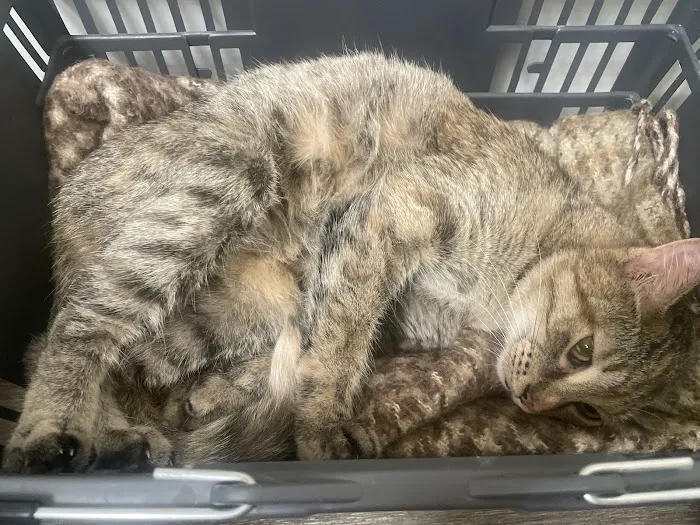 VCA Richland Animal Hospital Picture 1