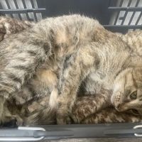 VCA Richland Animal Hospital ico
