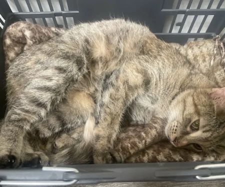 VCA Richland Animal Hospital