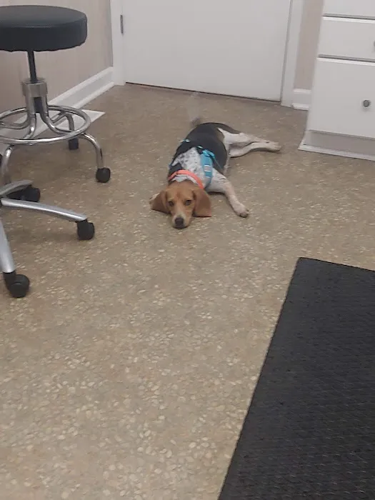 VCA Richland Animal Hospital Picture 5