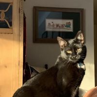 Kalamazoo Cat Hospital ico