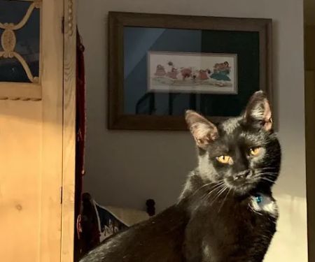 Kalamazoo Cat Hospital