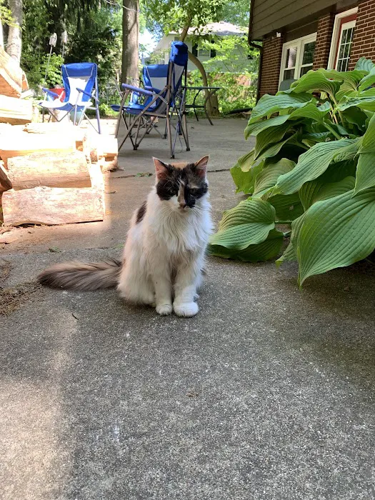 Kalamazoo Cat Hospital Picture 6