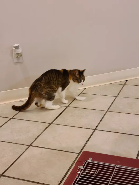 Kalamazoo Cat Hospital Picture 9