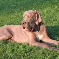 Mosel Animal Clinic ico