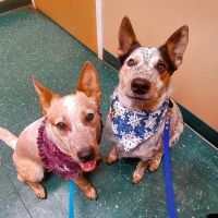Meyer Veterinary Hospital ico