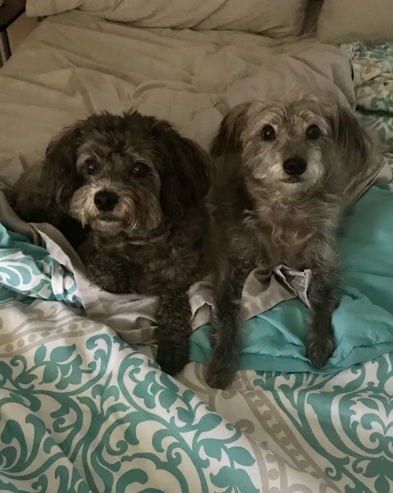 Paws at Peace LLC Picture 5