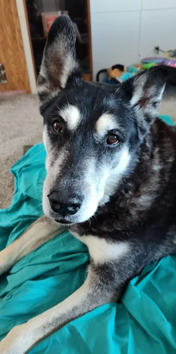 Paws at Peace LLC Picture 1