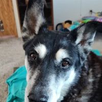 Paws at Peace LLC ico