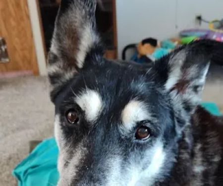 Paws at Peace LLC
