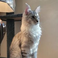 Gilmer Park Animal Clinic ico