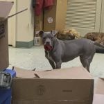 Granite Hills Animal Care: Mathis Andy DVM