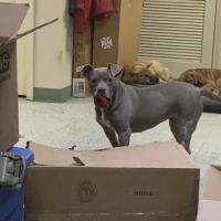 Granite Hills Animal Care: Mathis Andy DVM ico