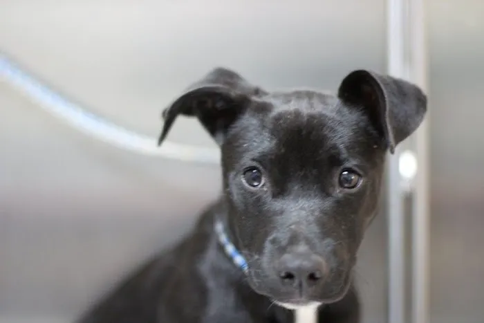 Granite Hills Animal Care: Mathis Andy DVM Picture 9