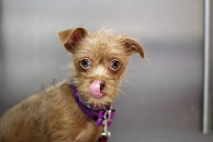Granite Hills Animal Care: Mathis Andy DVM Picture 3