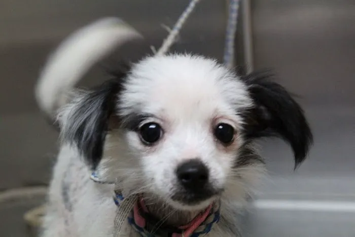 Granite Hills Animal Care: Mathis Andy DVM Picture 8