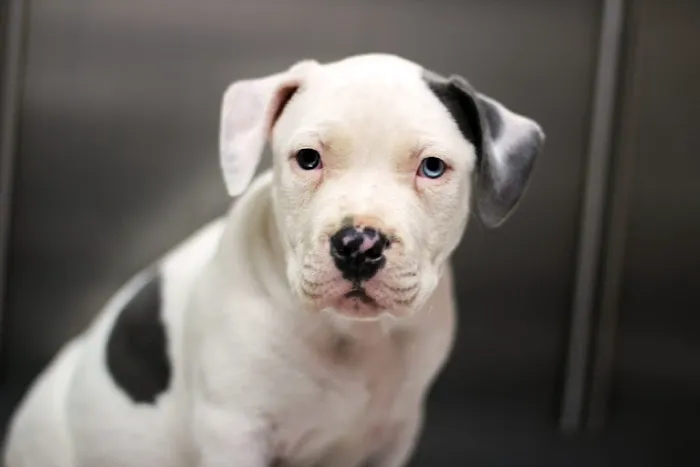 Granite Hills Animal Care: Mathis Andy DVM Picture 5