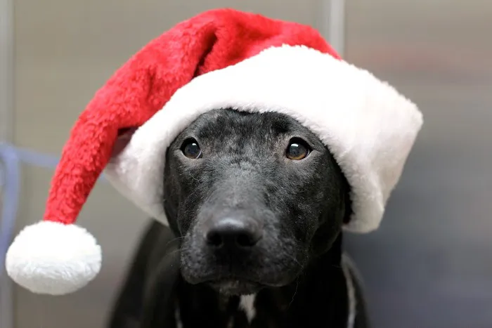 Granite Hills Animal Care: Mathis Andy DVM Picture 7