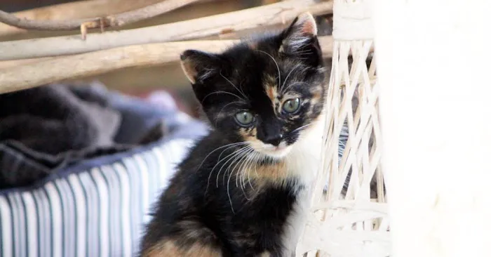 Granite Hills Animal Care Picture 3