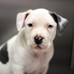 Granite Hills Animal Care