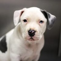 Granite Hills Animal Care ico
