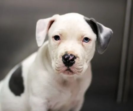 Granite Hills Animal Care