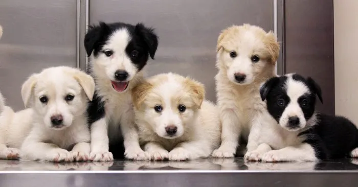 Granite Hills Animal Care Picture 7