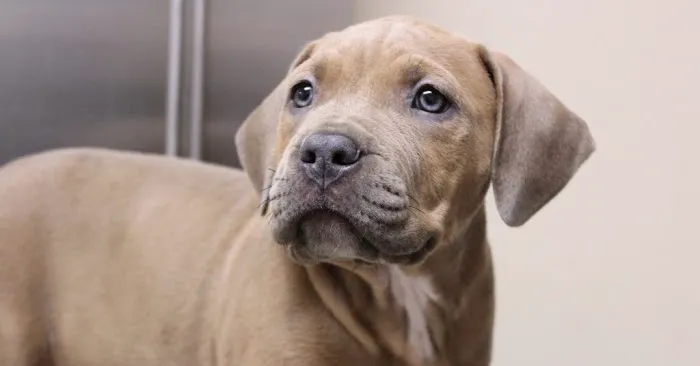 Granite Hills Animal Care Picture 2