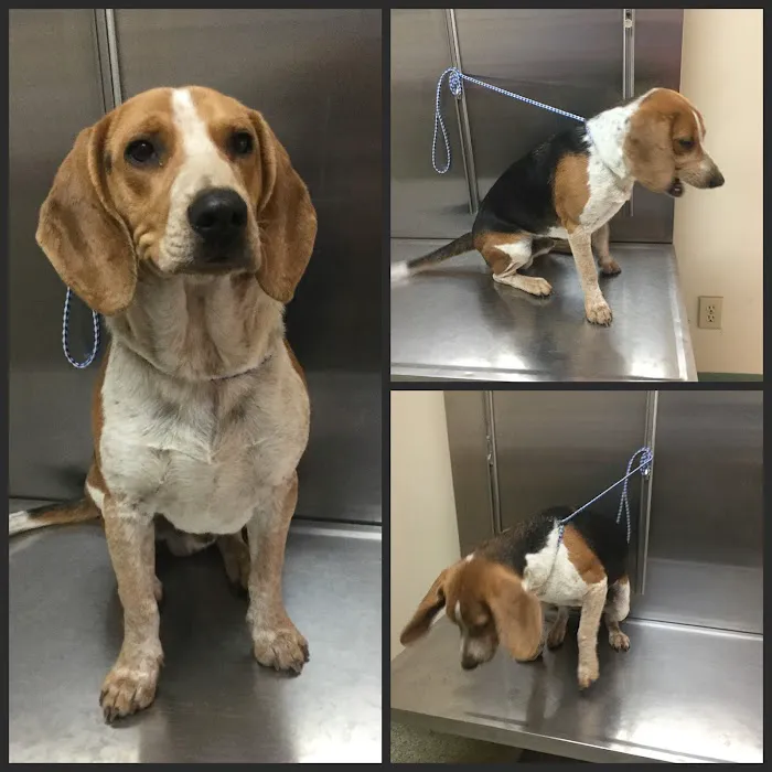 Granite Hills Animal Care Picture 8